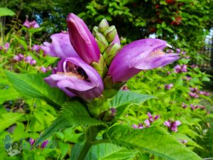 Bee Inside Turtlehead