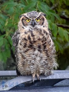 Great Horned Owl