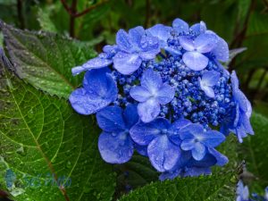 Blue Hydrangeas