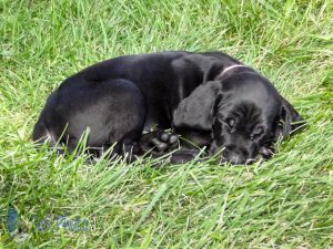 Napping Puppy