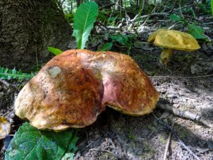 Fall Mushrooms