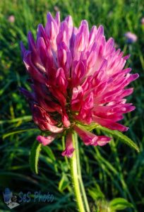 Red Clover Blossom