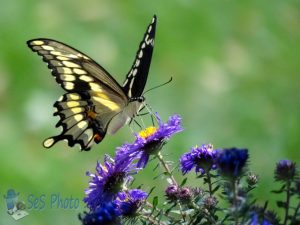 Giant Swallowtail