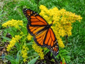 Monarch on Goldenrod