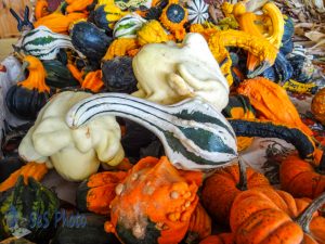 Pile of Gourds