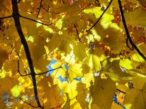 Yellow Leaf Canopy