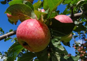 Apple Picking Time