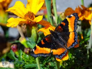 Milbert's Tortoiseshell