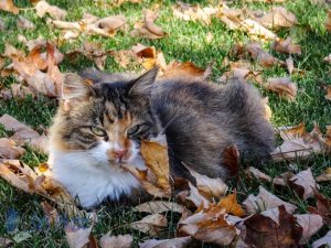 Camouflage Cat