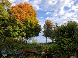 Sunrise Maple Colors