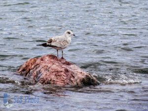 Seagull Resting