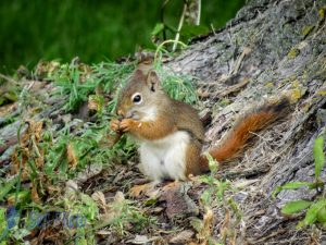 Pine Squirrel