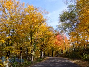 Autumn Road Trip