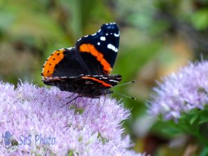 Red Admiral Hanging Around