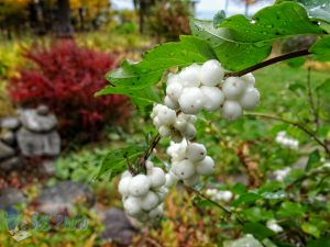 Snowberry