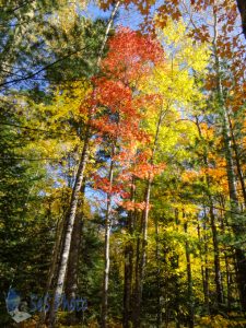 Woodland Autumn Walk