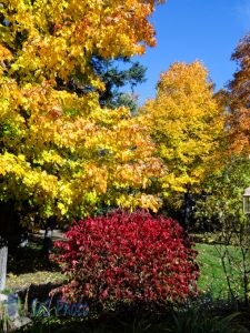 Sunny Autumn Day