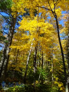 Splash of Yellow