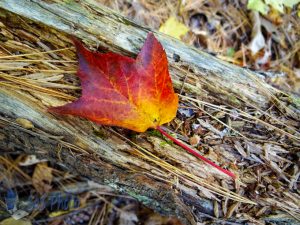 A Pretty Leaf