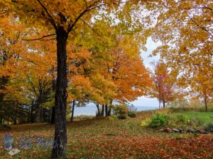 More Leaves Dropping