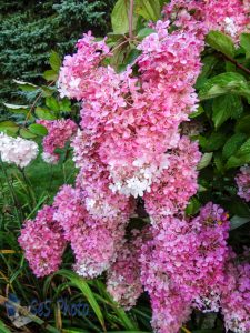 Strawberries And Cream Hydrangea