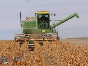 Harvesting Soybeans