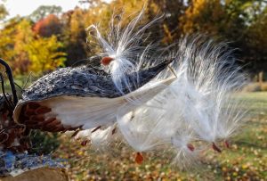 Flying White