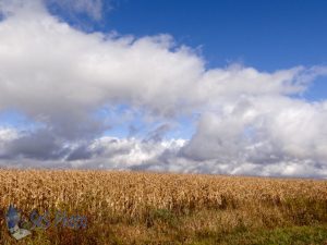 Corn Waiting for Harvest