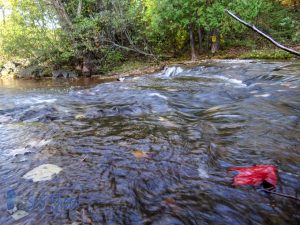 Red Leaf Floating Away