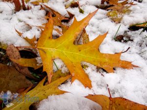 Falling Oak Leaves and Snow