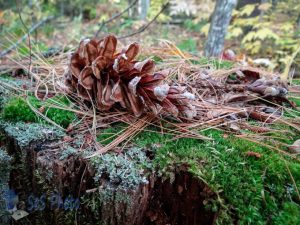 Fallen Pine Cone