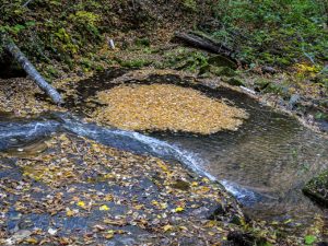 Leaves in a Whirlpool