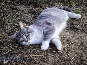 Hypnotized Cat