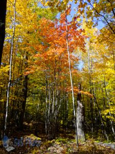 Woods Autumn Walk