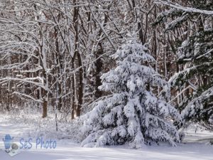 White Thanksgiving