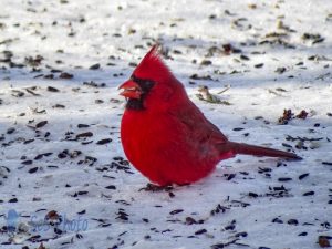 Cardinal Cracking Seeds