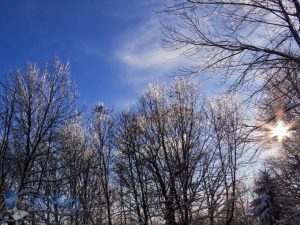 Sparkling Limbs