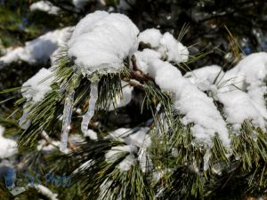 Snow Icicles