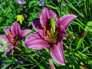 Grasshopper in Lily