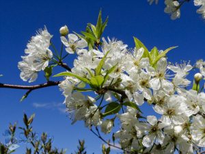 Wild Plum Blossoms