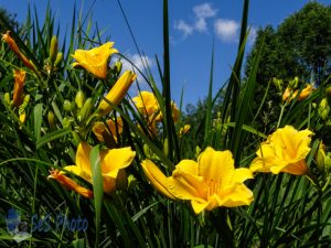 Sunny Yellow Daylilies