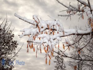 Seed Pods in White