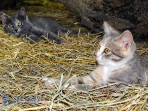 Kittens Staying in the Barn