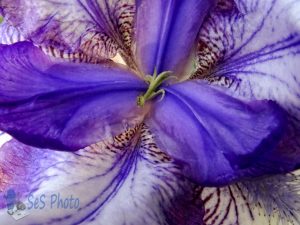 Iris Inside