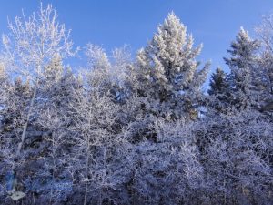 Frosty Trees