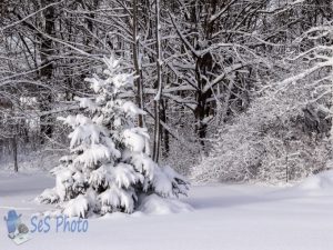 O Christmas Tree