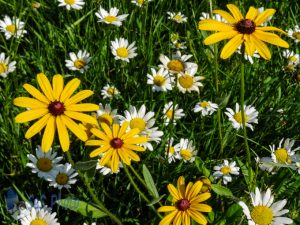 Summer Wildflowers