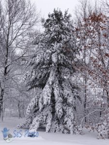 Winter Weary