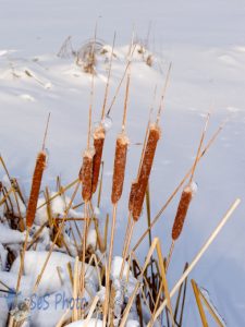 Winter Cattails