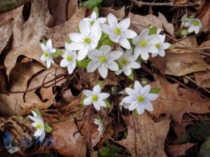 White Wildflowers Winter Delayed